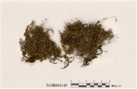 藏品(廣葉絹苔)的圖片